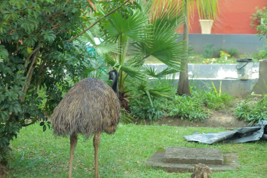 Our resident emu